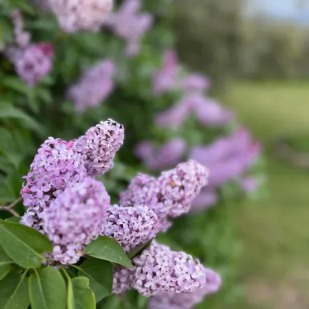 Casale In Collina Immerso Nel Con Piscina E Ampio Giardino Willa Umbertide
